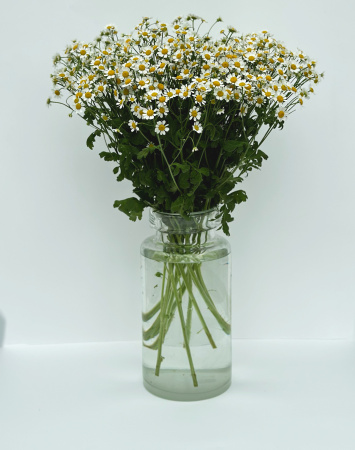 Матрикария